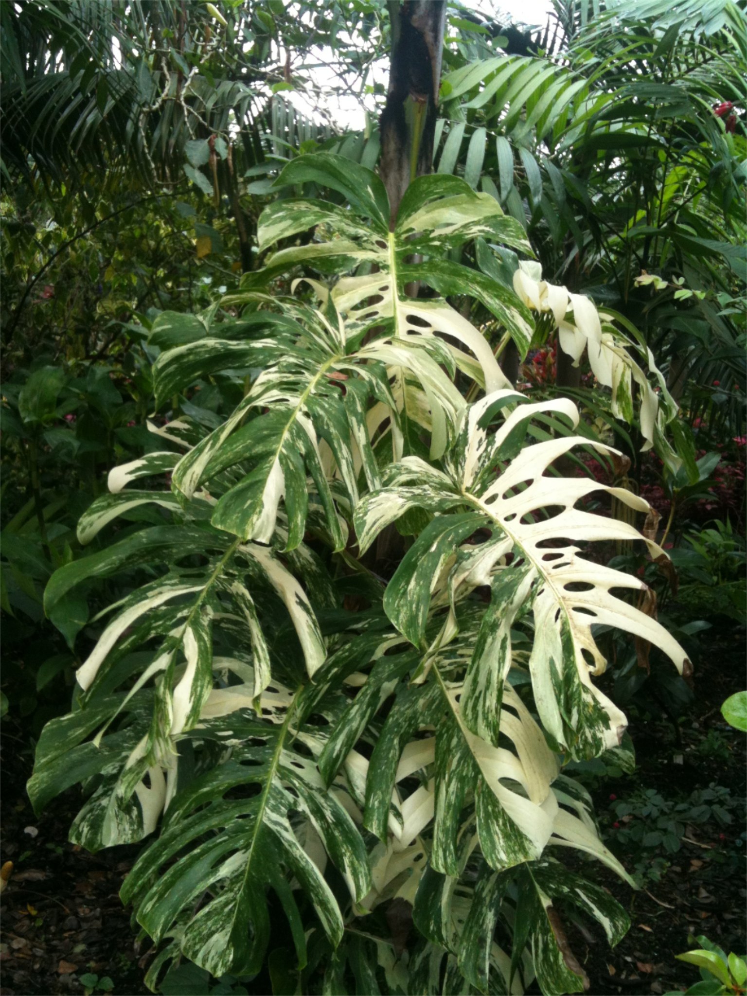 Monstera deliciosa borsigiana variegata — Vintage Green Farms with